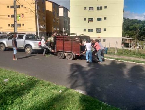Ação da Prefeitura e Polícia Militar recolhe animais de ruas de Ilhéus