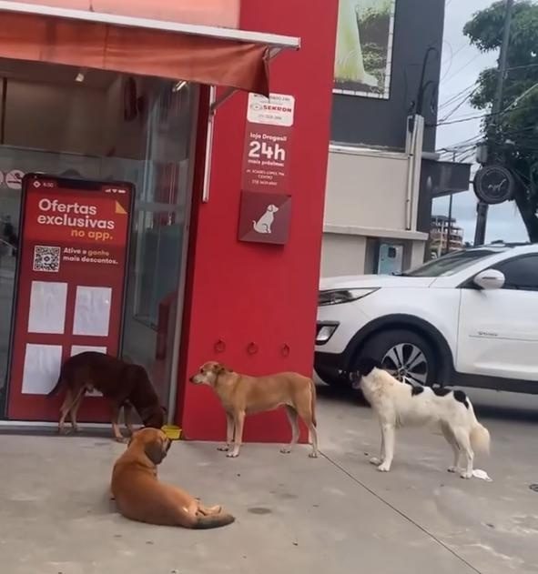 Farmácia dá ração e água para cães abandonados em Ilhéus