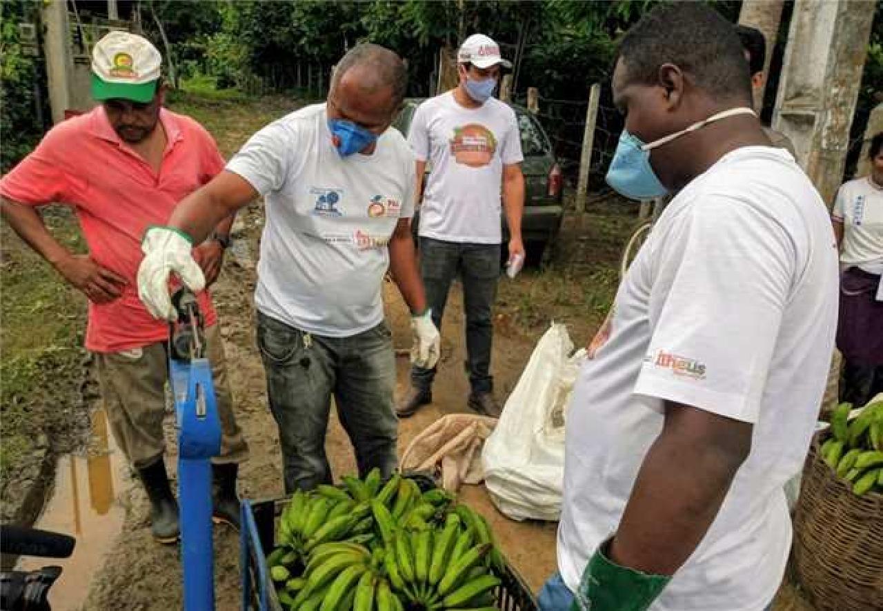 Ilhéus é destaque no Programa Alimenta Brasil; iniciativa fortalece atividade do pequeno agricultor