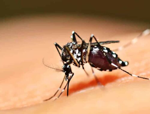 Casos de dengue, zika e chikungunya crescem na Bahia