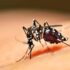 Casos de dengue, zika e chikungunya crescem na Bahia