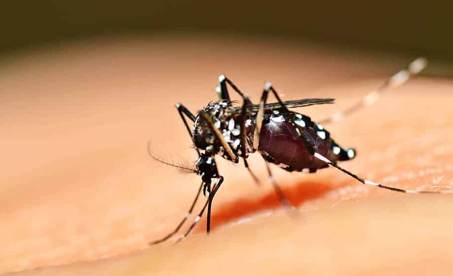Casos de dengue, zika e chikungunya crescem na Bahia