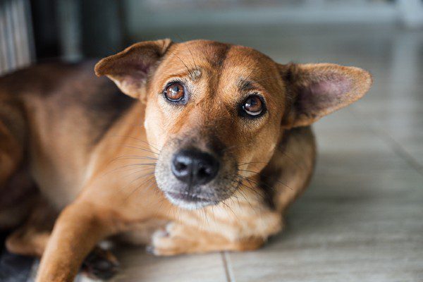 Justiça determina que tutora se desfaça de 3 cães porque 'latidos excessivos' incomodam a vizinha