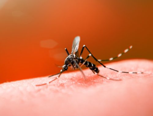 Dengue