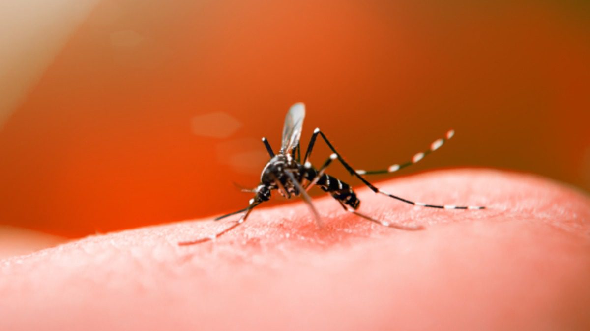 Dengue