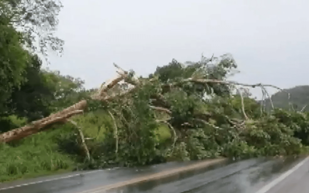 Rodovia é interditada em Ilhéus após queda de árvore