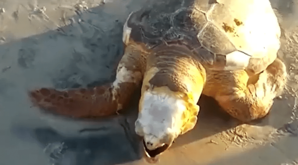 Tartaruga marinha morre encalhada na Praia do Cristo