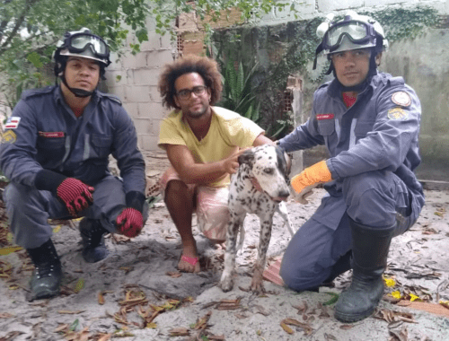 Bombeiros resgatam cão cego preso entre paredes após temporais no Sul da Bahia