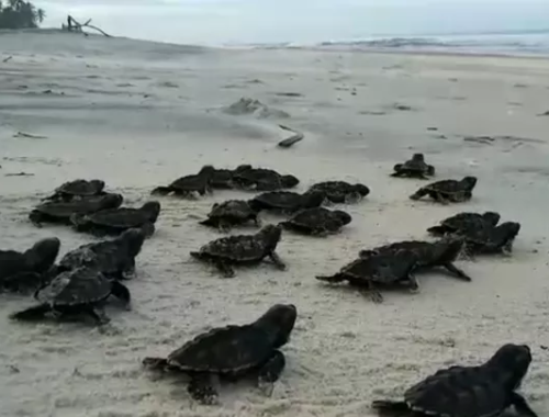 Milhares de filhotes de tartarugas-marinhas são soltos em praias de Ilhéus, Itacaré, Uruçuca e Una