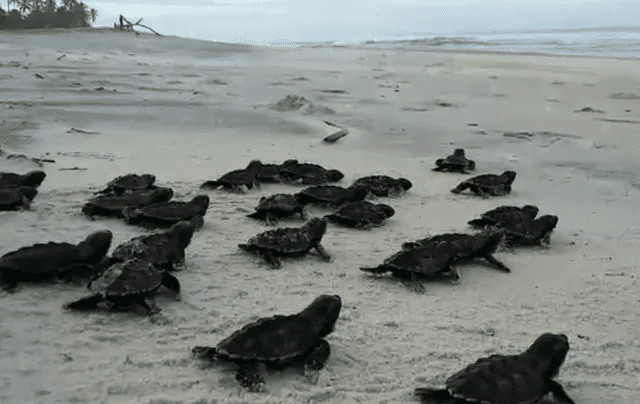 Milhares de filhotes de tartarugas-marinhas são soltos em praias de Ilhéus, Itacaré, Uruçuca e Una