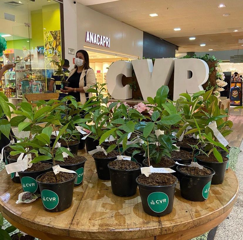 Shopping Jequitibá celebra Semana do Meio Ambiente e valoriza Sustentabilidade