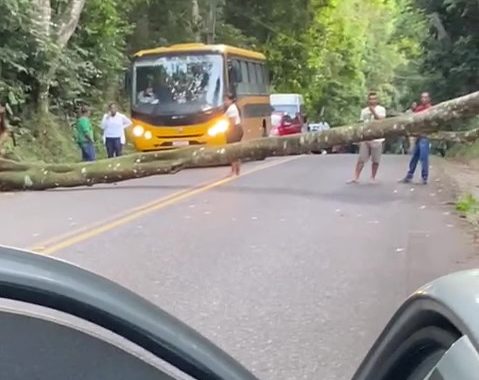 Pacientes em tratamento de hemodiálise ficam presos em estrada após árvore cair e bloquear acesso