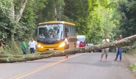 Pacientes em tratamento de hemodiálise ficam presos em estrada após árvore cair e bloquear acesso