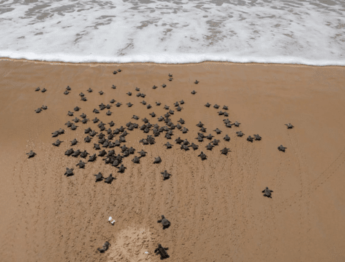 Sul da Bahia terá centro de reabilitação de tartarugas marinhas