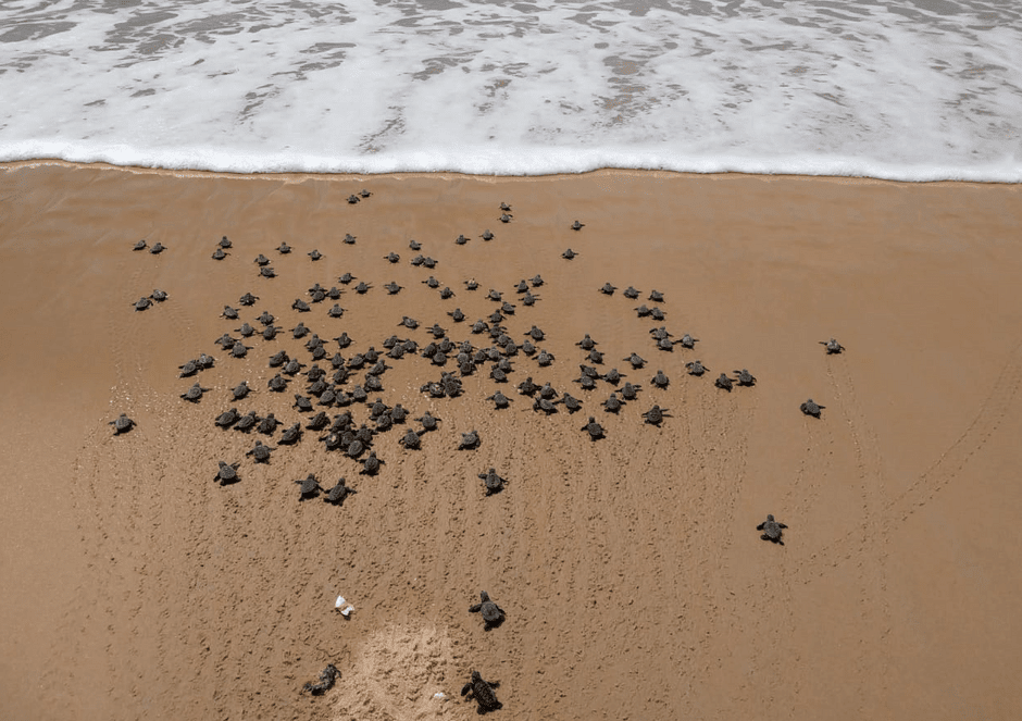 Sul da Bahia terá centro de reabilitação de tartarugas marinhas