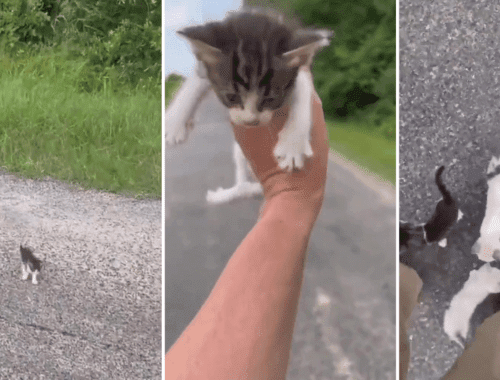 Homem para pra resgatar gatinho e é surpreendido por gangue; assista