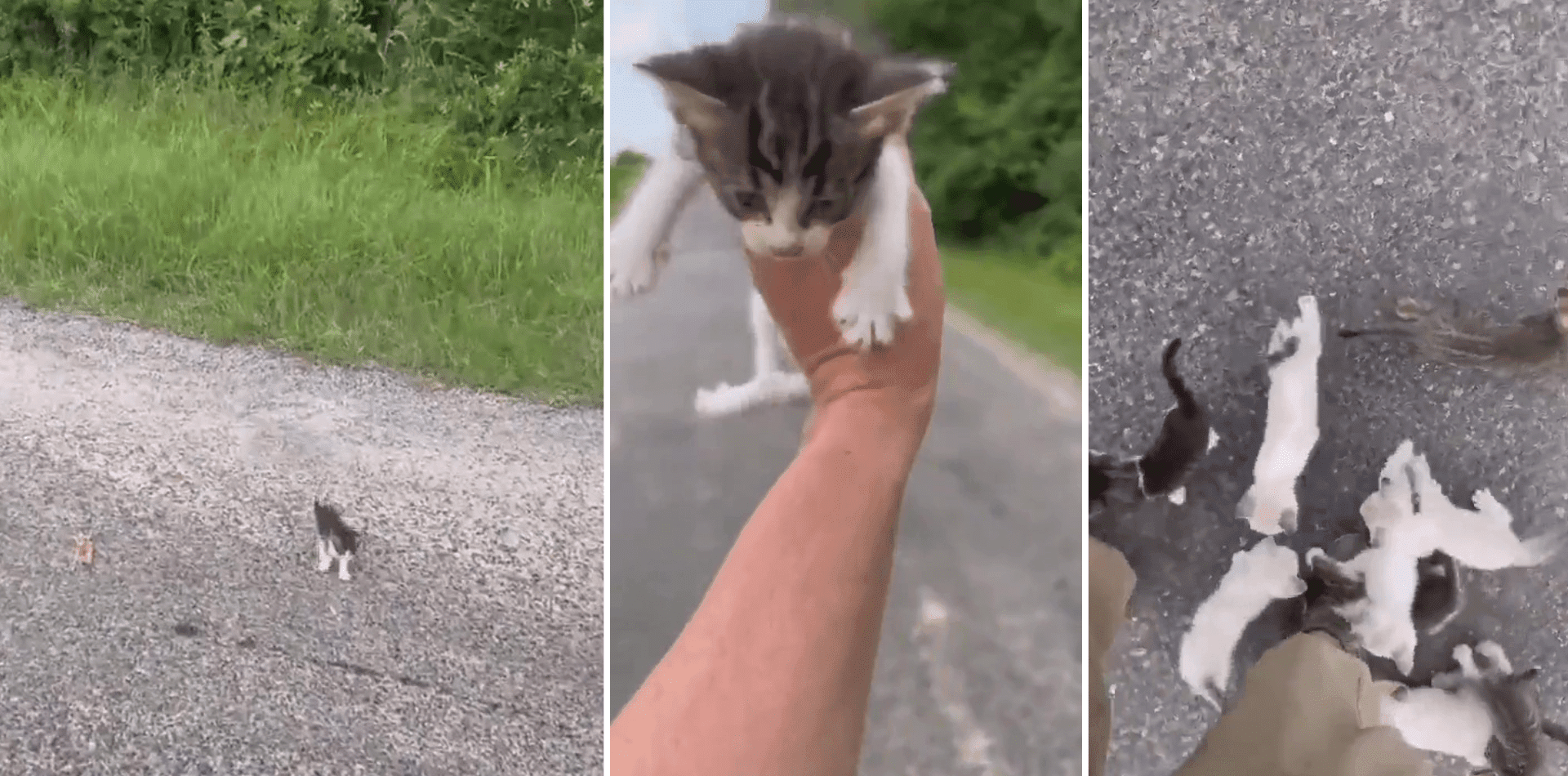 Homem para pra resgatar gatinho e é surpreendido por gangue; assista