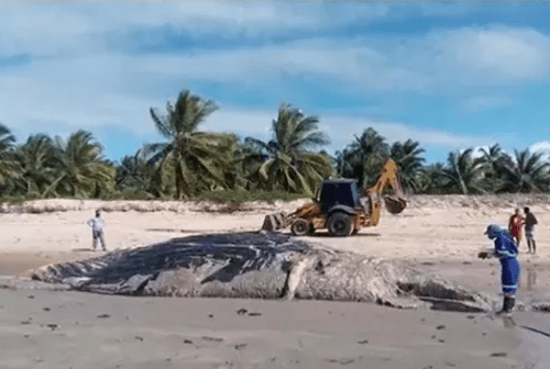 Baleia jubarte de mais de 13 metros é encontrada morta no litoral sul da Bahia